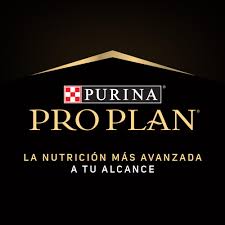 Pro Plan
